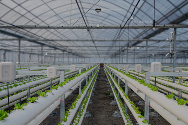 物聯網解決方案：智能農業大棚花卉綠植種植檢測系統